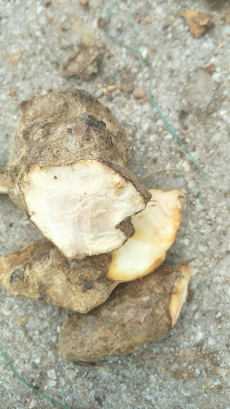 土茯苓鲜个煲汤料清香甘甜各种规格都有大量现货