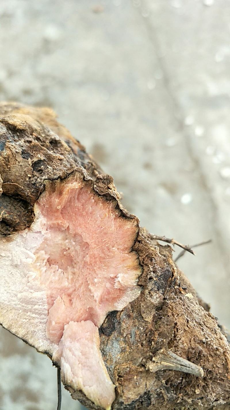 土茯苓鲜个煲汤料清香甘甜各种规格都有大量现货