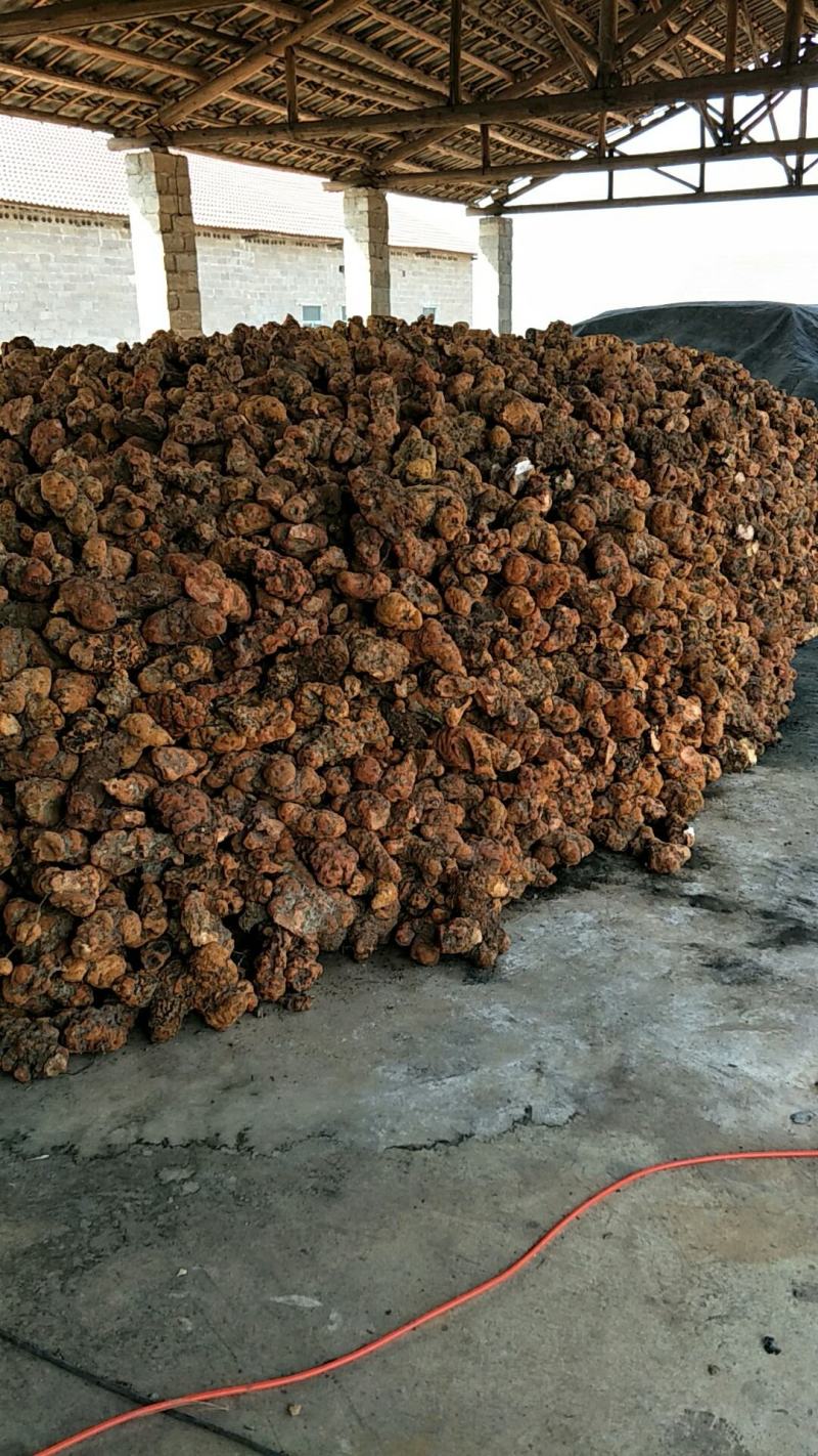 土茯苓鲜个煲汤料清香甘甜各种规格都有大量现货