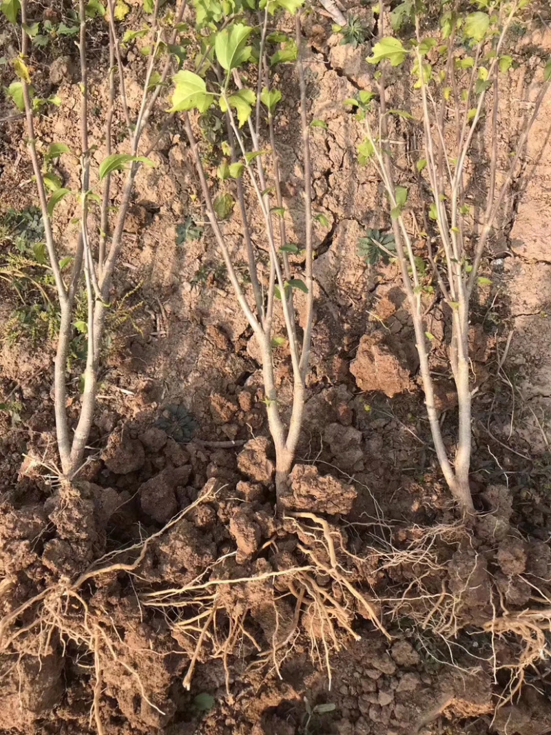 白木槿木槿树苗木槿花白花木槿花苗可食用