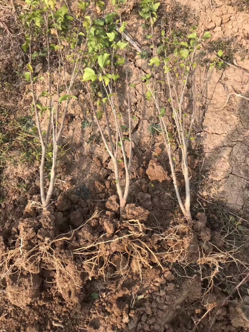 白木槿木槿树苗木槿花白花木槿花苗可食用
