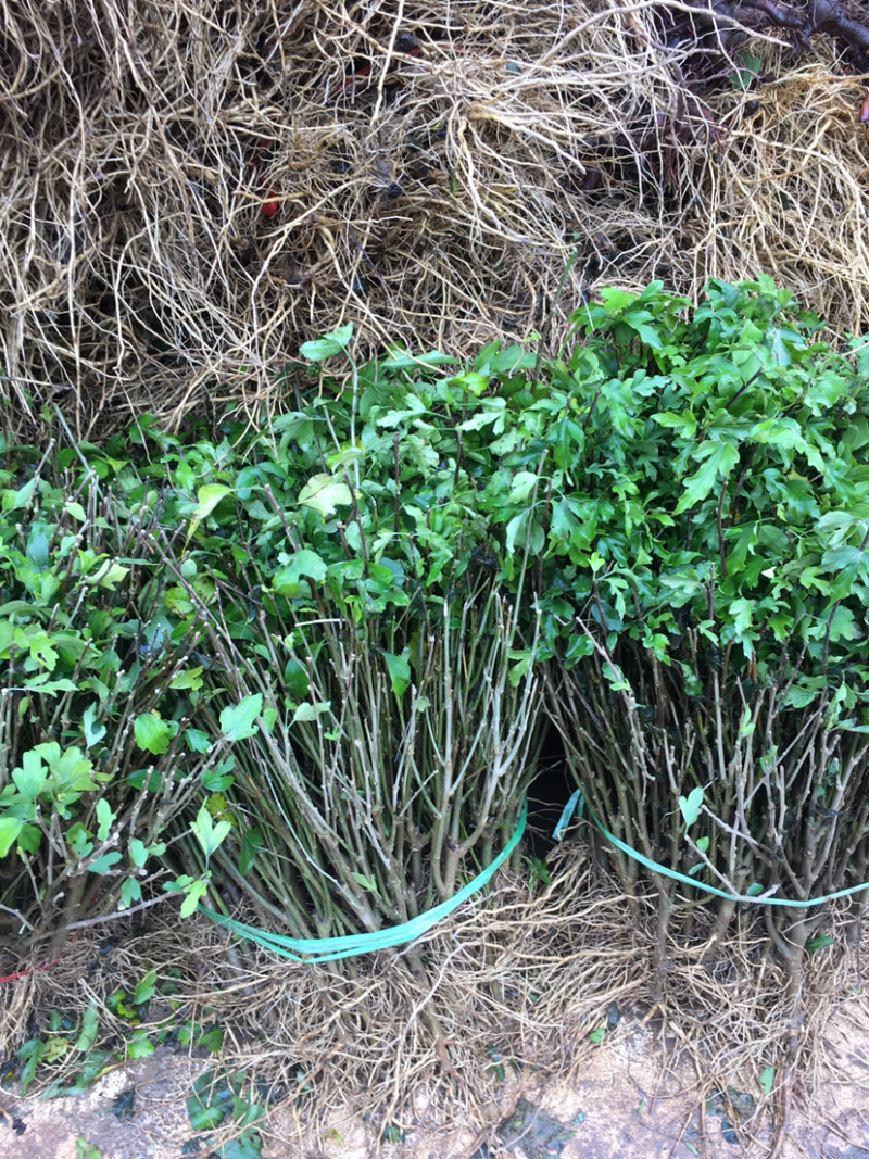 白木槿木槿树苗木槿花白花木槿花苗可食用