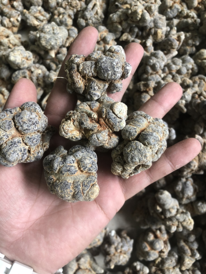 文山三七产地直发文山三七田七水洗足干足称足头