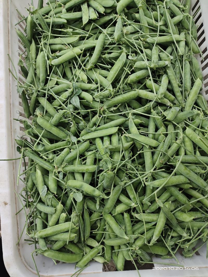 长寿仁豌豆批发零售质量保证场地直发大量货