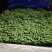 长寿仁豌豆批发零售质量保证场地直发大量货