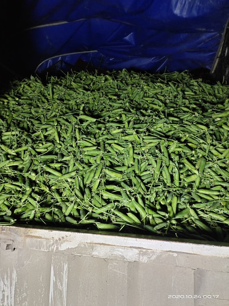 长寿仁豌豆批发零售质量保证场地直发大量货