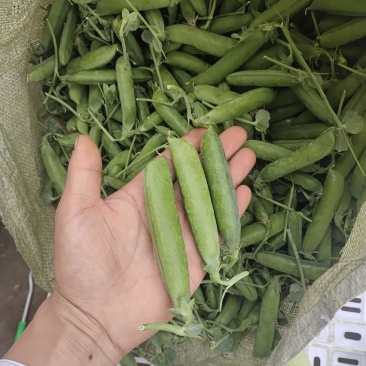 长寿仁豌豆批发零售质量保证场地直发大量货