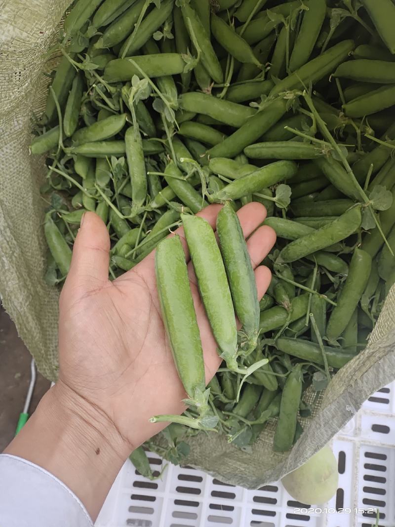 长寿仁豌豆批发零售质量保证场地直发大量货