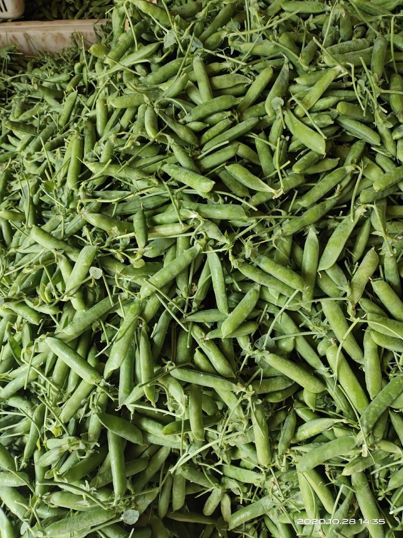 长寿仁豌豆批发零售质量保证场地直发大量货