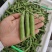 长寿仁豌豆批发零售质量保证场地直发大量货