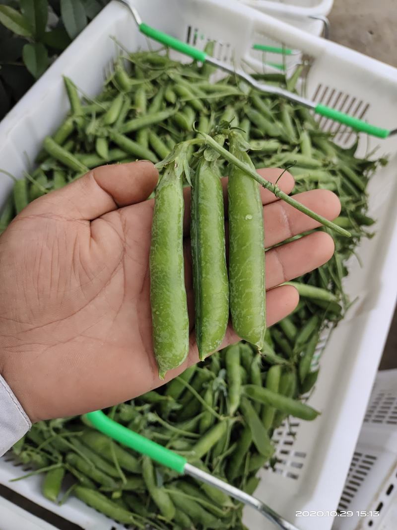 长寿仁豌豆批发零售质量保证场地直发大量货