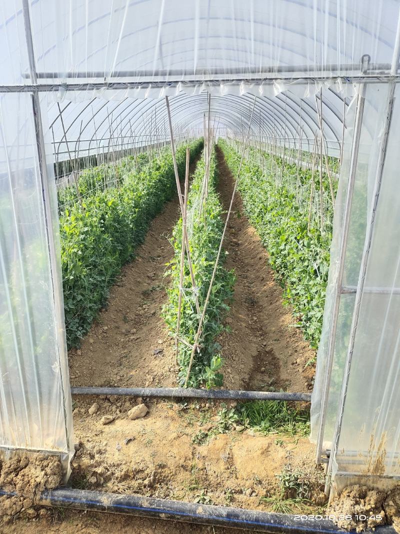 长寿仁豌豆批发零售质量保证场地直发大量货