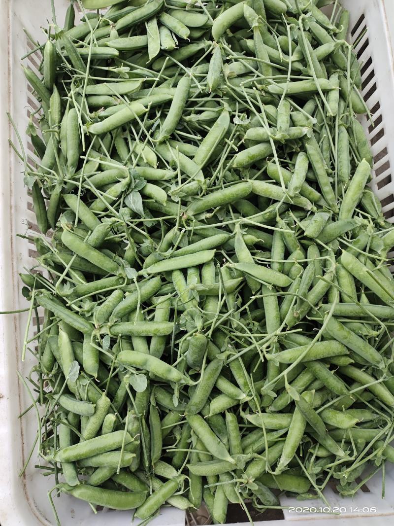 长寿仁豌豆批发零售质量保证场地直发大量货