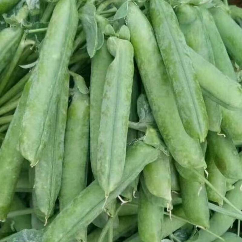 长寿仁豌豆批发零售质量保证场地直发大量货