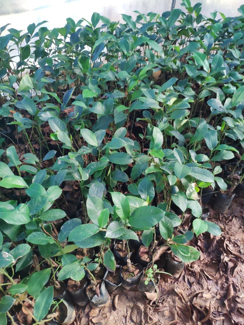 榴莲蜜苗海南榴莲蜜苗杯苗菠萝蜜苗包邮