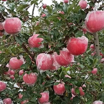 礼泉红富士苹果纸加膜红富士苹果大量出售