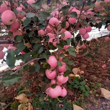 纸加膜红富士苹果，礼泉苹果，全红大苹果，对接电商