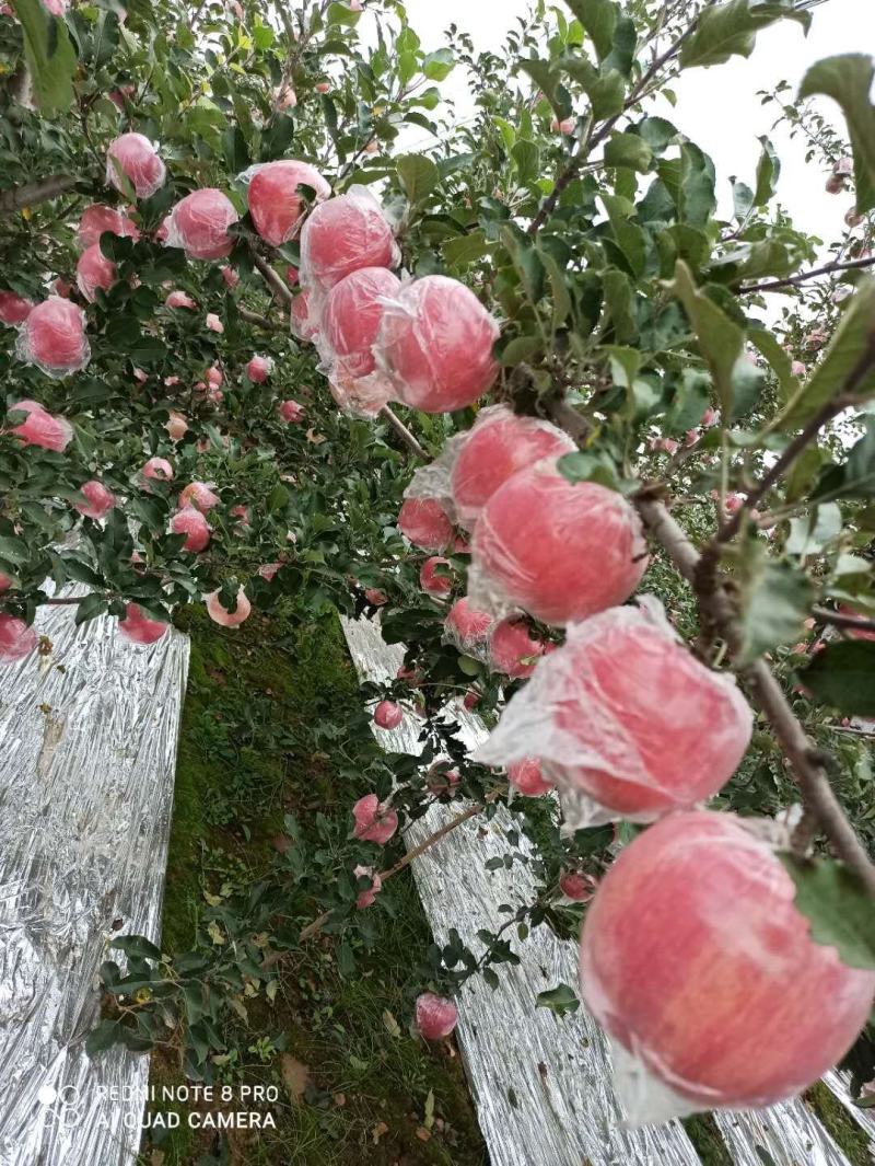 纸加膜红富士苹果，礼泉苹果，全红大苹果，对接电商