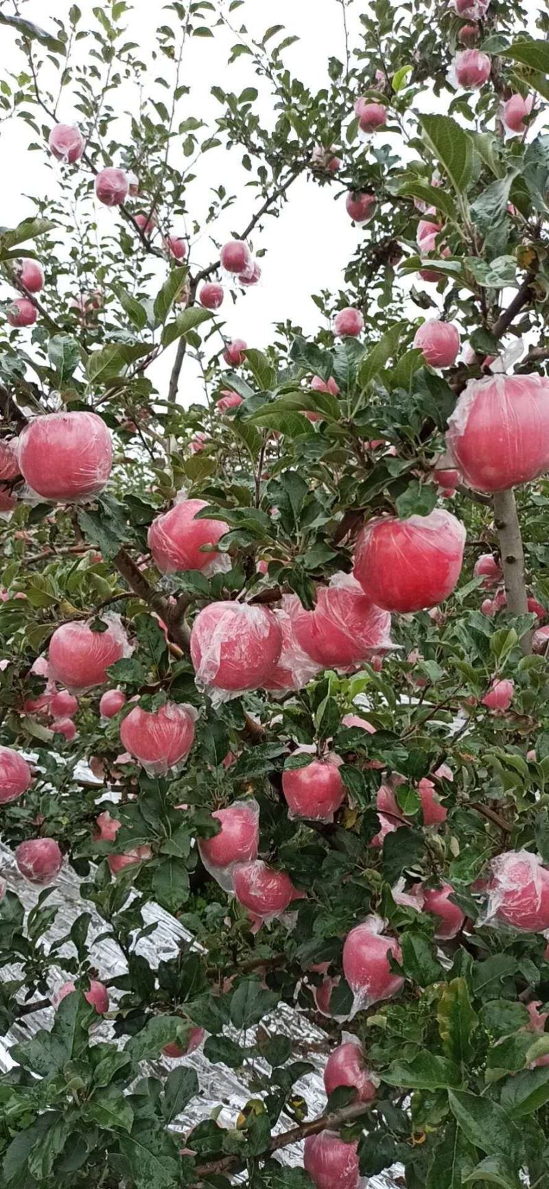 纸加膜红富士苹果，礼泉苹果，全红大苹果，对接电商