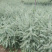 新采雪松种子印度雪松树种子宝塔松雪松树苗种籽国外进口松