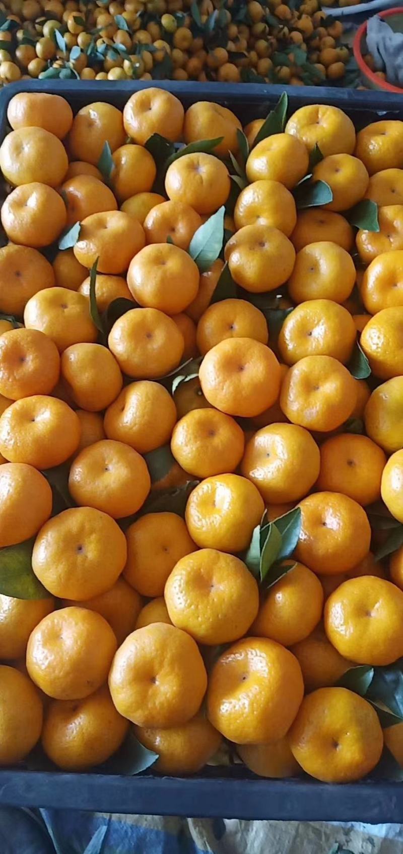 🍊广西精品南丰蜜桔大量上市中诚信代办果靓价优