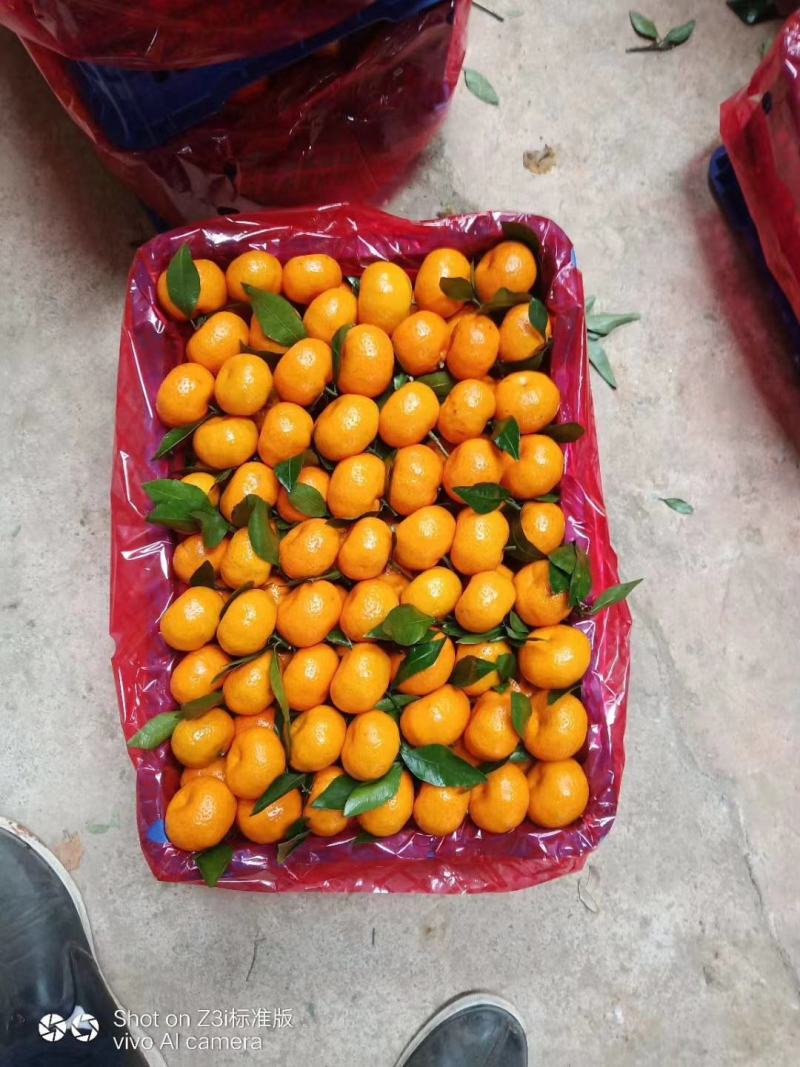 🍊广西精品南丰蜜桔大量上市中诚信代办果靓价优