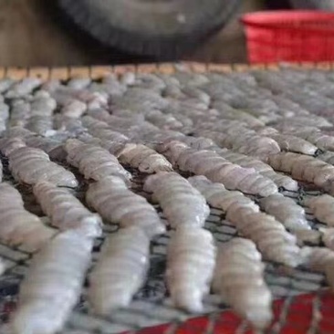 新品虾姑肉干晒干了！淡干无添加赶紧下单，数量不多