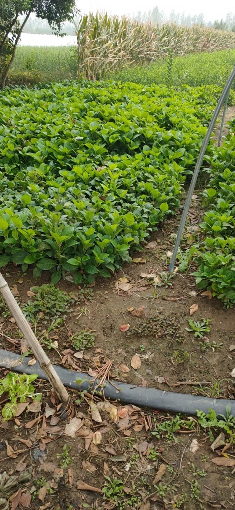 精品耐寒大花无尽夏小苗绣球老桩花苗盆栽阳台室内外庭院包邮