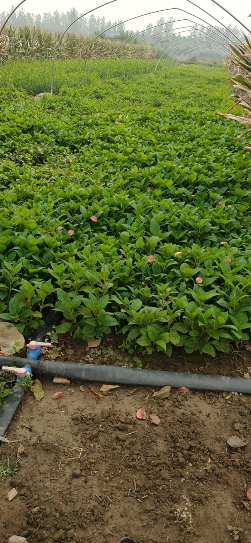 精品耐寒大花无尽夏小苗绣球老桩花苗盆栽阳台室内外庭院包邮