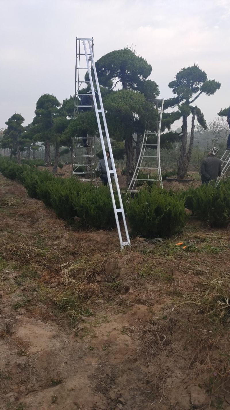 精品耐寒大花无尽夏小苗绣球老桩花苗盆栽阳台室内外庭院包邮