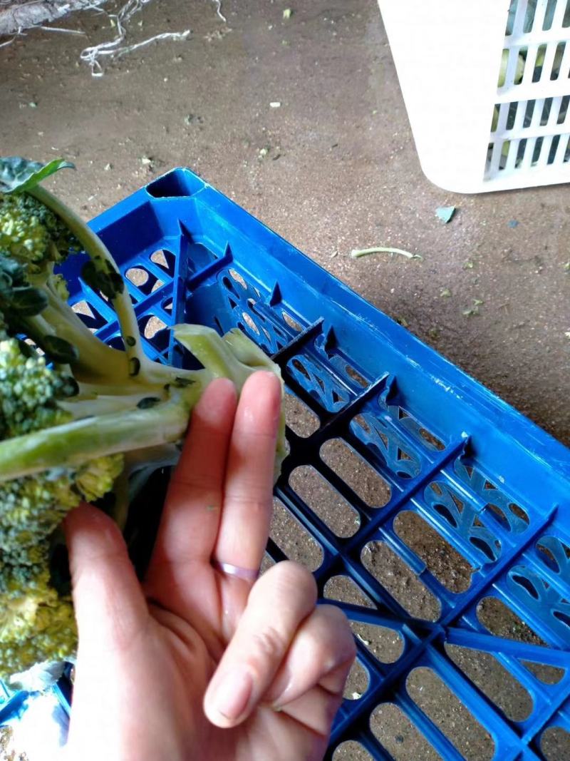 西蓝花新鲜上市，小米粒，短巴，货源充足质量可靠