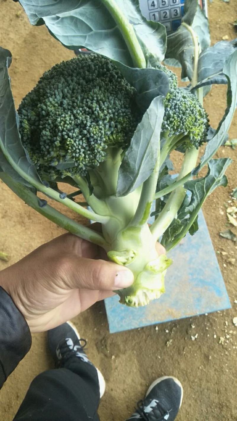 西蓝花新鲜上市，小米粒，短巴，货源充足质量可靠