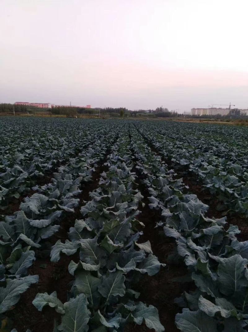 西蓝花新鲜上市，小米粒，短巴，货源充足质量可靠