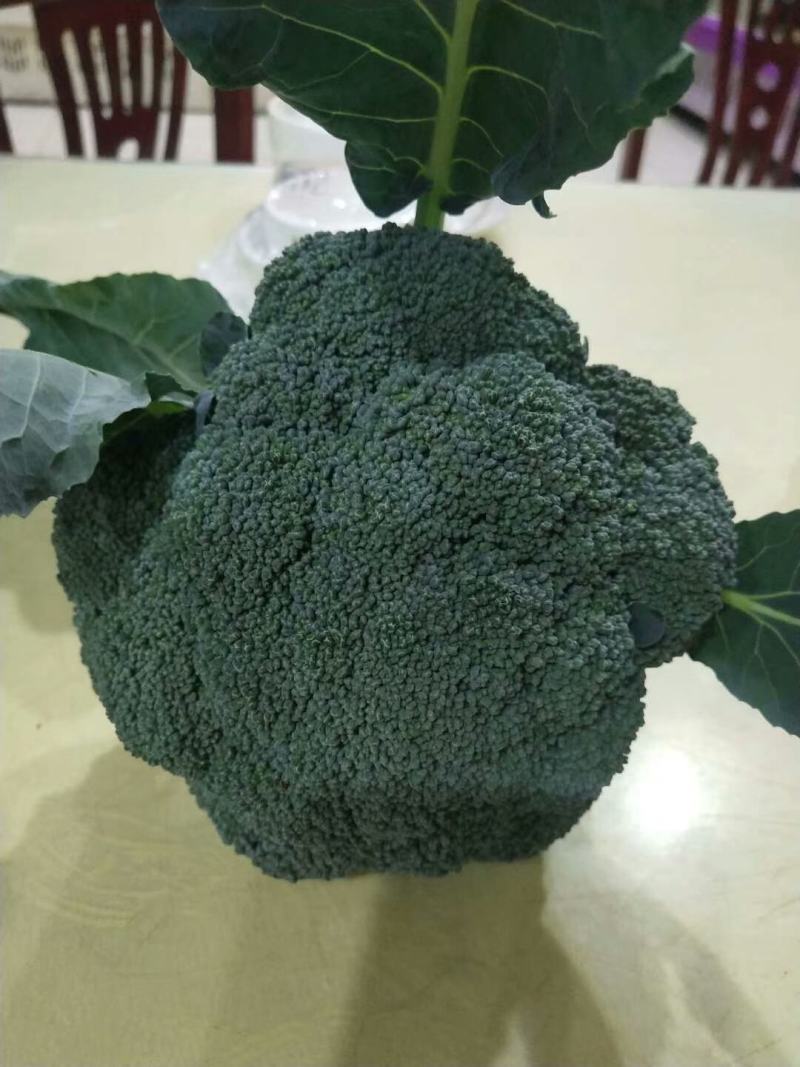 西蓝花新鲜上市，小米粒，短巴，货源充足质量可靠