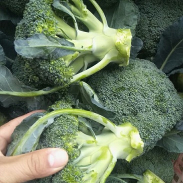 西蓝花新鲜上市，小米粒，短巴，货源充足质量可靠