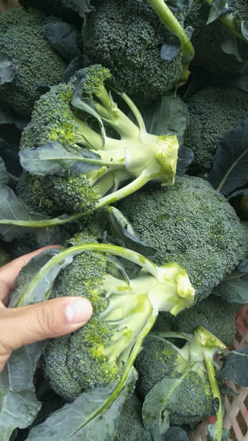 西蓝花新鲜上市，小米粒，短巴，货源充足质量可靠