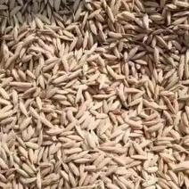 出售东北长粒水稻量大质优。响水大米产区，米质好，中科发5