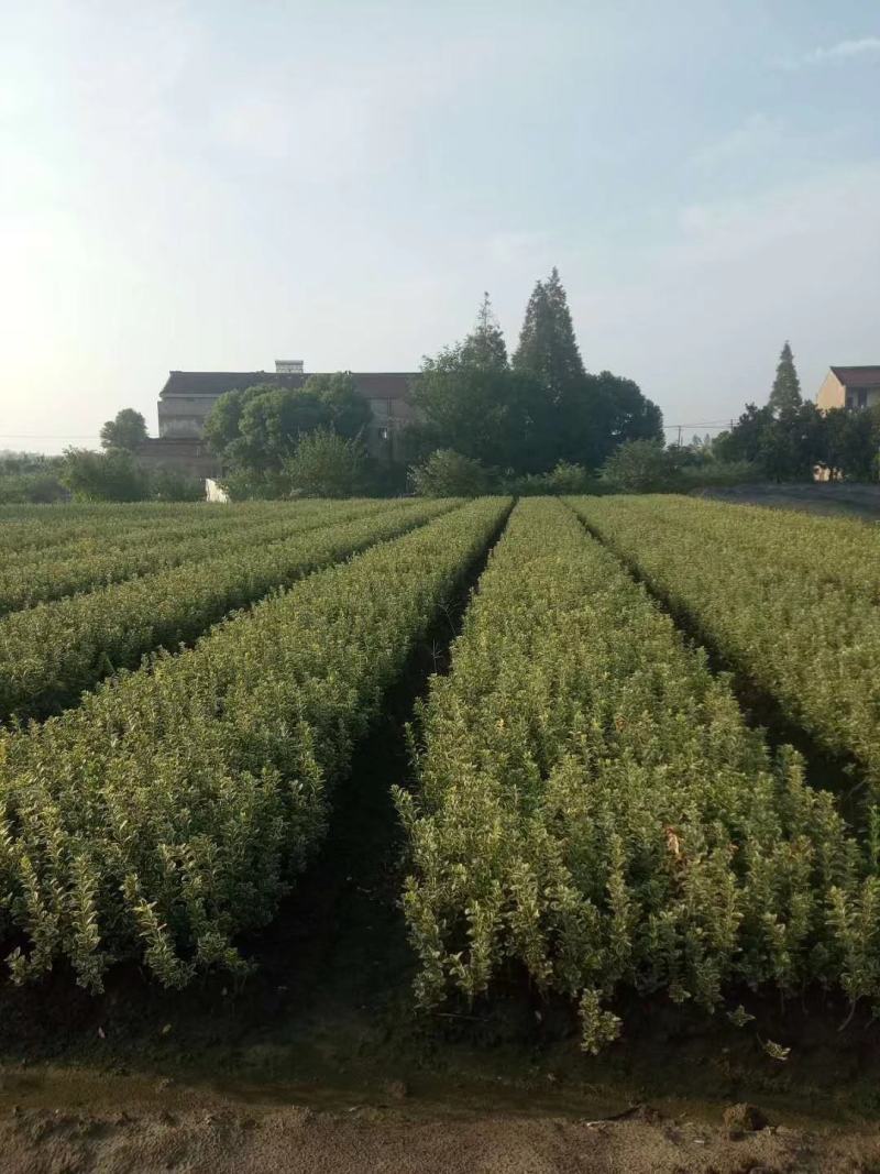 优质高杆女贞苗冬青树大叶女贞1~13公分基地批发提供种植