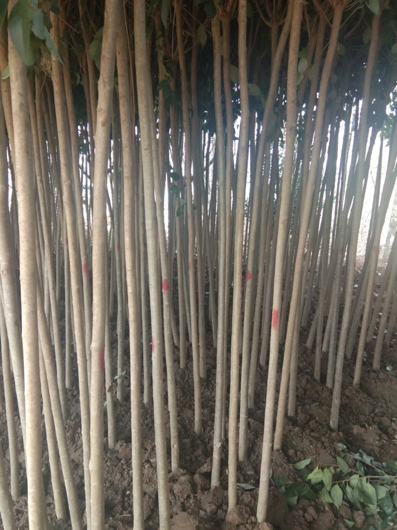 优质高杆女贞苗冬青树大叶女贞1~13公分基地批发提供种植
