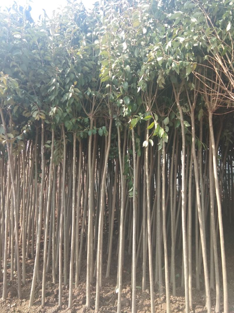 优质高杆女贞苗冬青树大叶女贞1~13公分基地批发提供种植