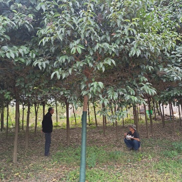 优质高杆女贞苗冬青树大叶女贞1~13公分基地批发提供种植