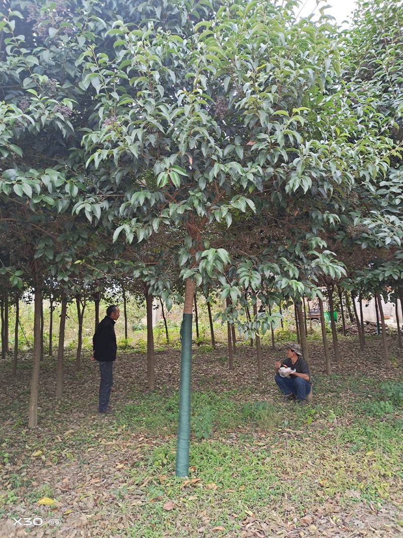 优质高杆女贞苗冬青树大叶女贞1~13公分基地批发提供种植