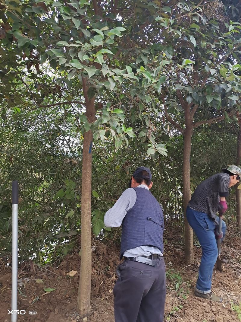 优质高杆女贞苗冬青树大叶女贞1~13公分基地批发提供种植
