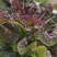 《产地直发》山东郯城红花红叶香莴苣/尖叶莴笋