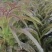 《产地直发》山东郯城红花红叶香莴苣/尖叶莴笋
