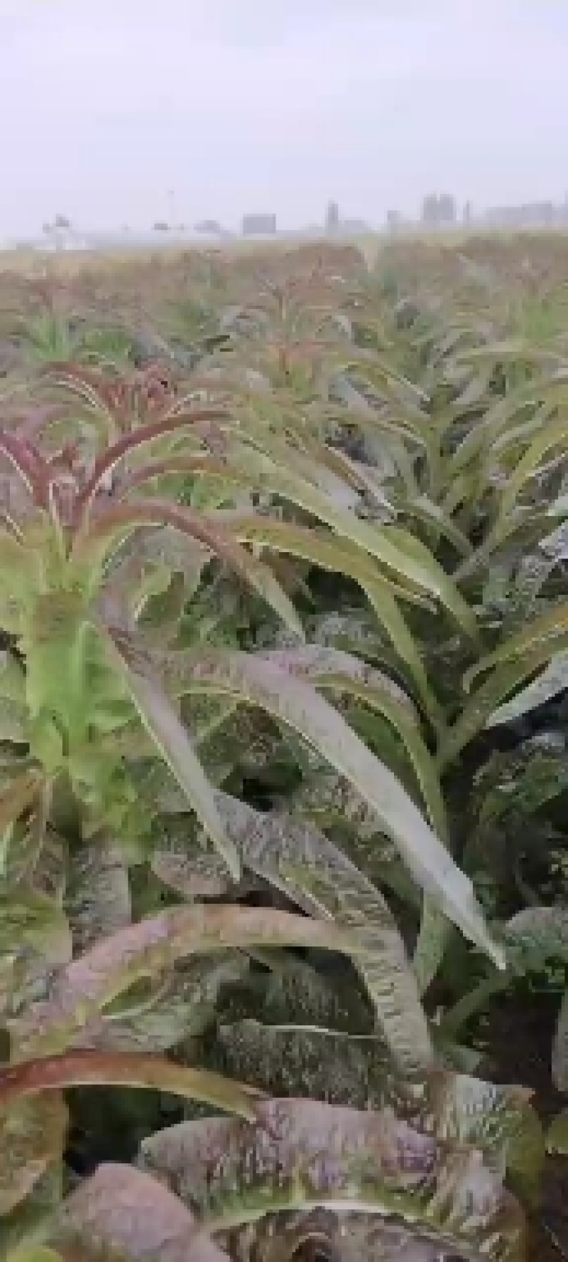 《产地直发》山东郯城红花红叶香莴苣/尖叶莴笋