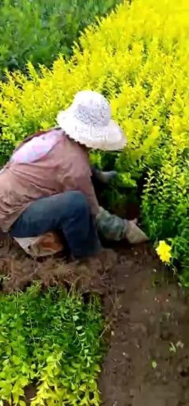 金叶女贞不易落叶抗病强改良品种小苗工程苗有售金叶女贞球