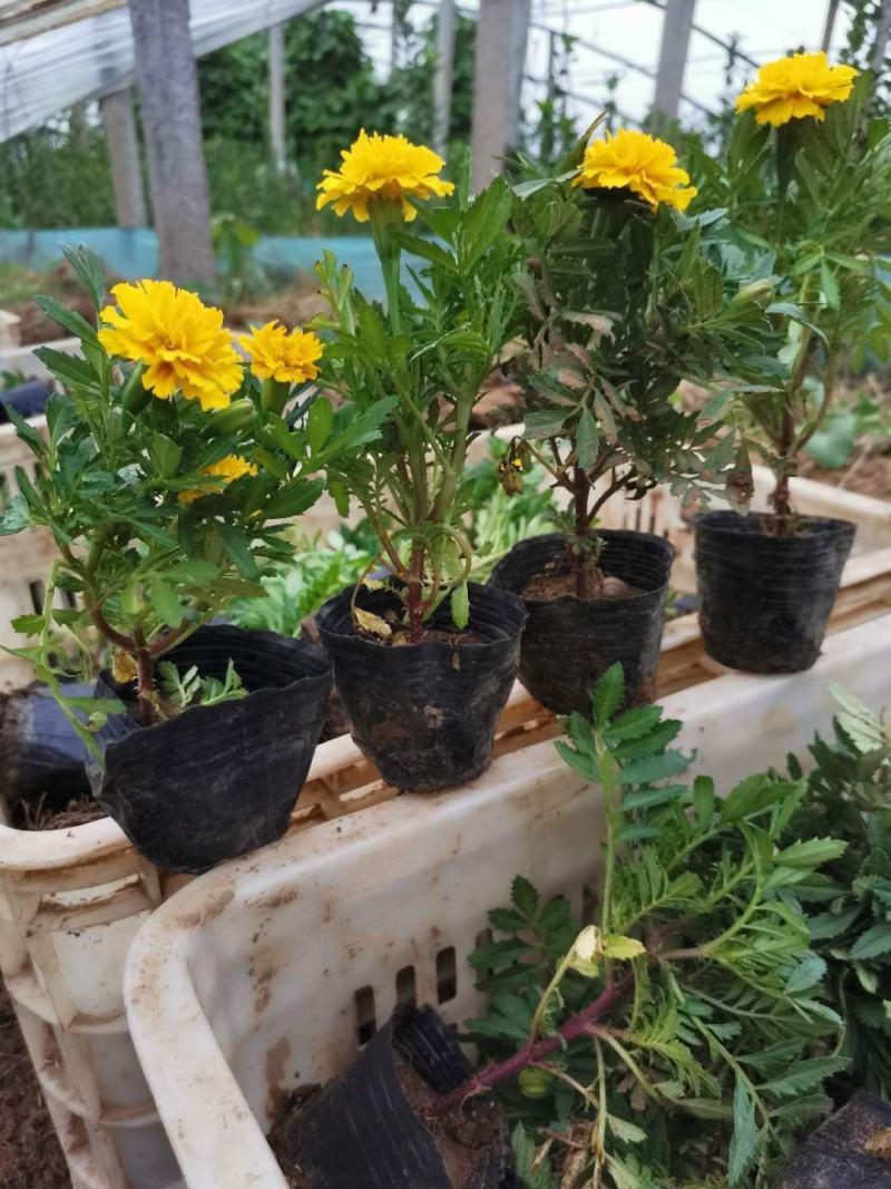 精品孔雀草（基地直销，质优价廉，诚信经营）