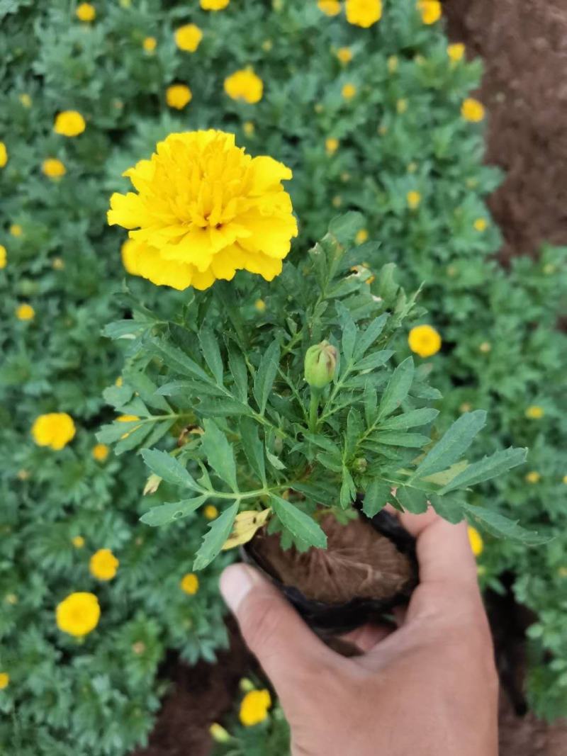 精品孔雀草（基地直销，质优价廉，诚信经营）