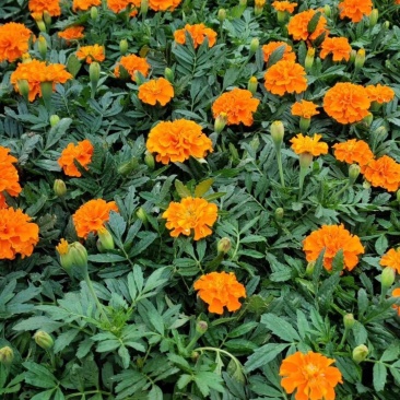 精品孔雀草(基地直销,质优价廉,诚信经营)